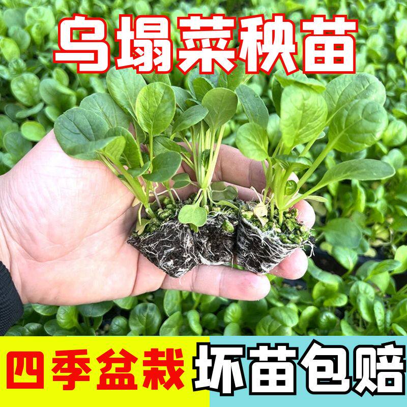 抗病乌塌菜秧苗四季蔬菜种苗