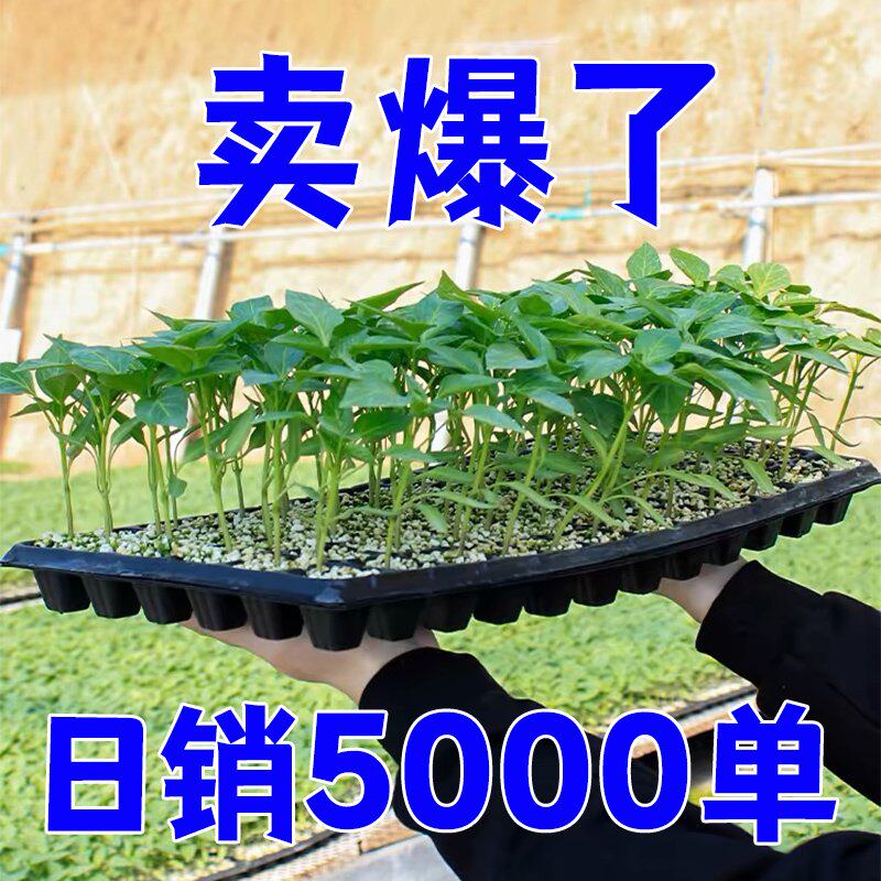 各种蔬菜苗辣椒秧幼盆栽阳