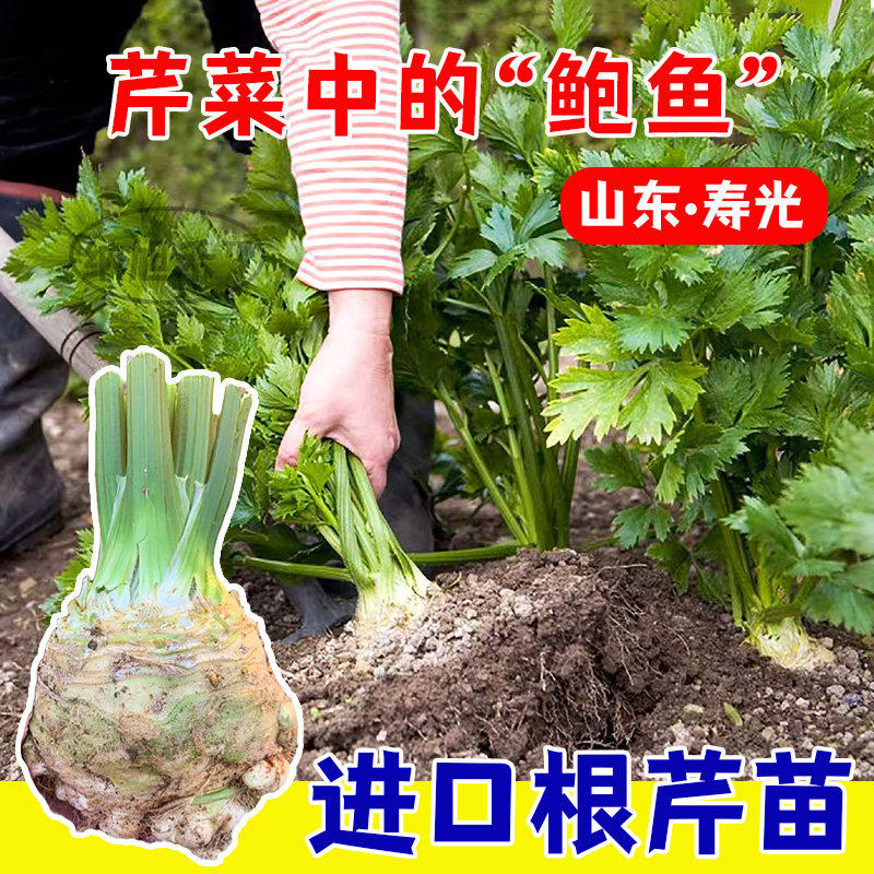 秧苗南方菜种子四季秋地中