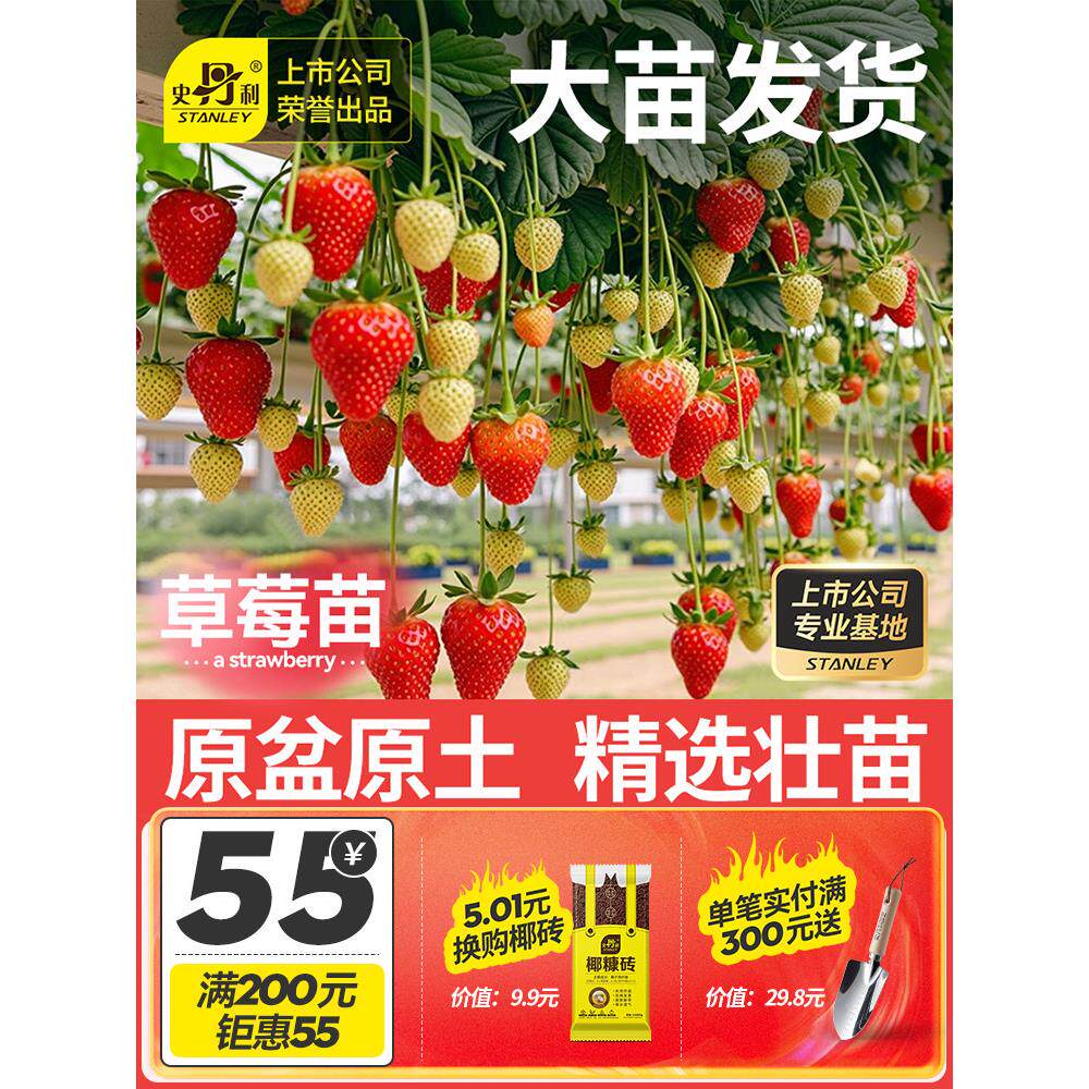 史丹利草莓苗盆栽秧秋冬季