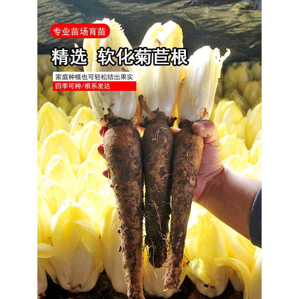 软化黄色菊苣根菊营根根苗金玉兰菜黄芽球菊营根阳台盆栽蔬菜根