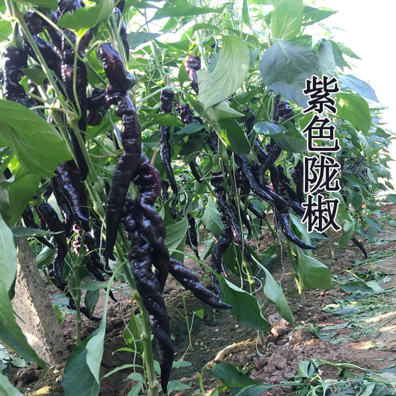 紫色辣椒种苗黑陇子尖螺丝