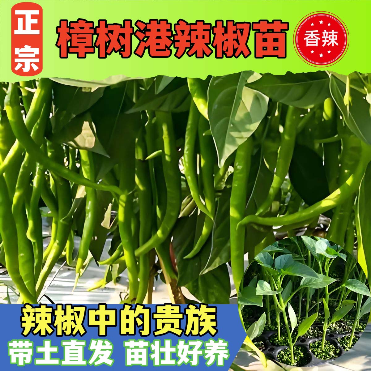 正宗樟树港辣椒种子籽孑苗