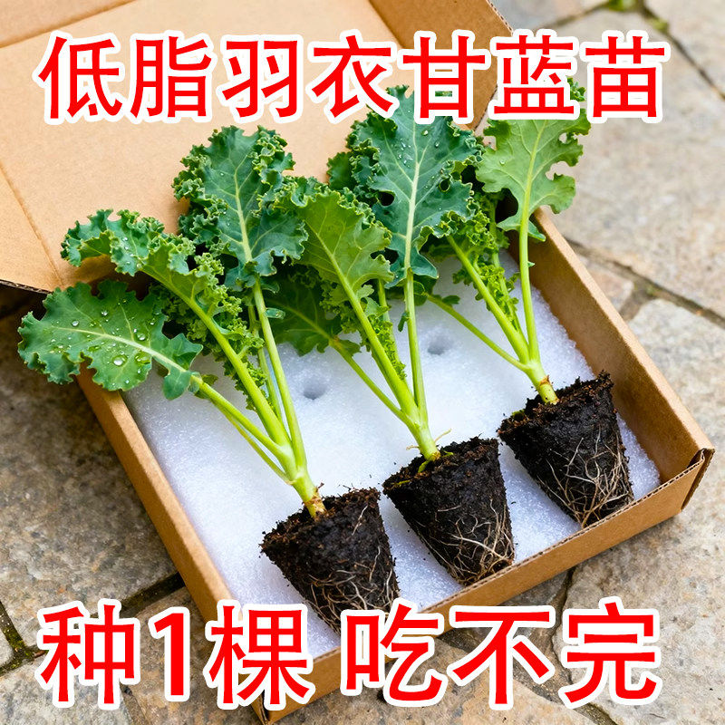 绿羽衣甘蓝苗四季可食用蔬