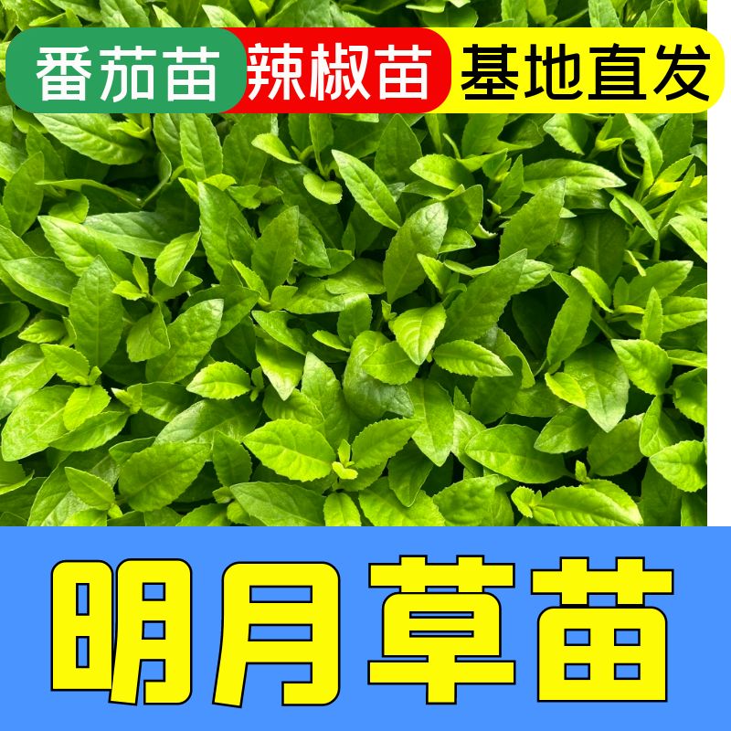 明月草苗盆栽白背菜明月草秧苗蔬菜苗植食用植物白子菜金鸡毛草 鲜花速递/花卉仿真/绿植园艺 家庭园艺种子 原图主图