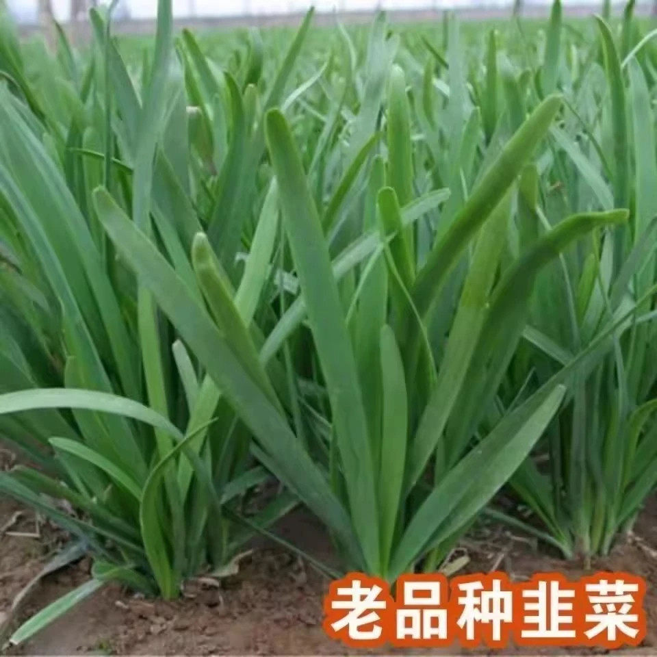 宽叶韭菜种子雪籽根四季不