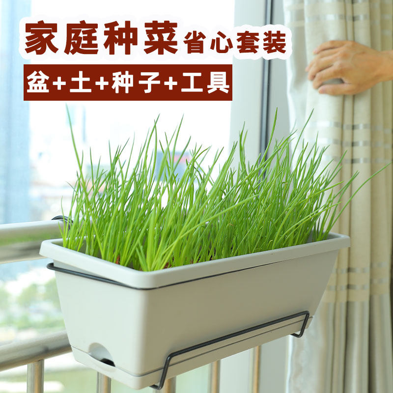 蔬菜种植套餐儿童番茄黄瓜
