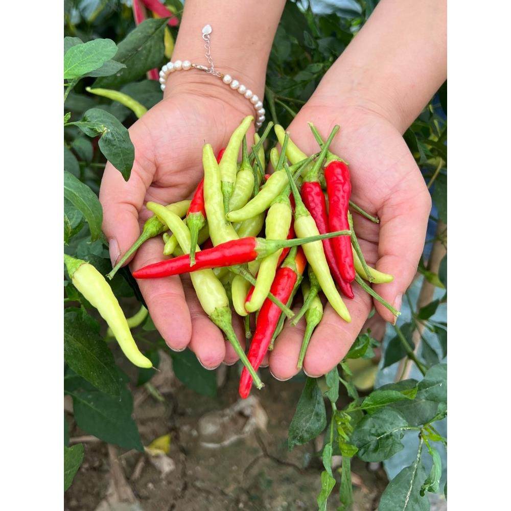 辣椒苗蔬菜西瓜秧黄圣女果