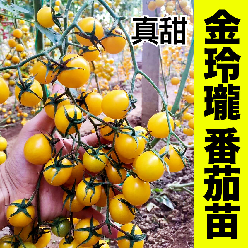 超甜金玲珑苗秧种子高产春