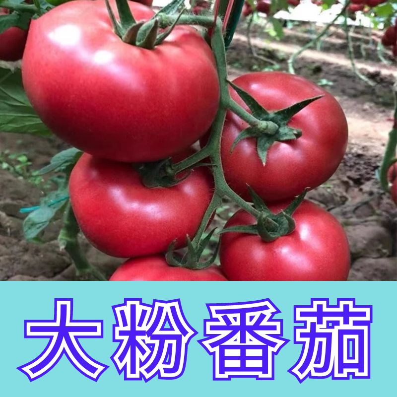 正宗大粉番茄苗子四季高产苗