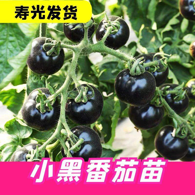 糖水炸弹黑珍珠番茄苗秧种
