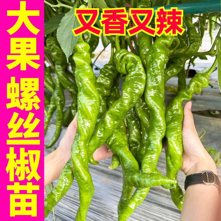 寿光大果香辣螺丝椒苗秧线