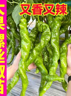 寿光大果香辣螺丝椒苗秧线