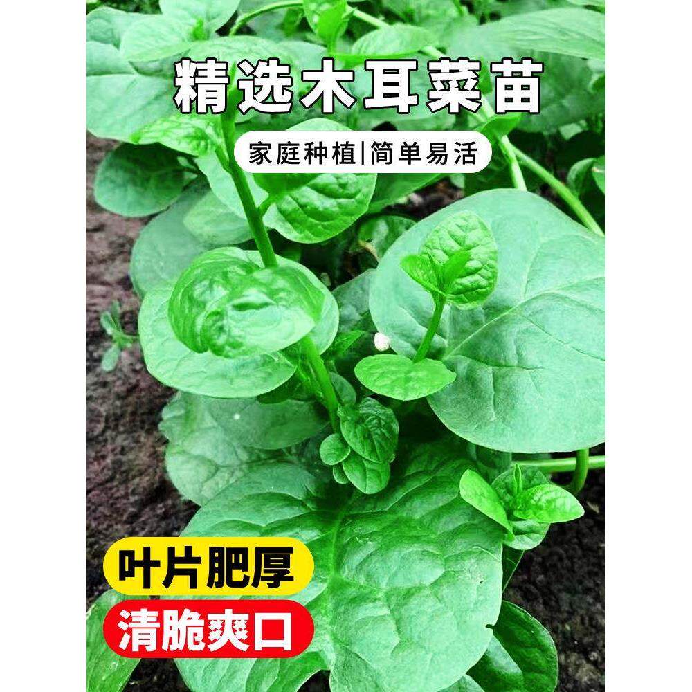 四季菜苗老品种爬藤大叶木