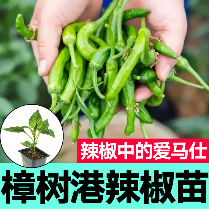 湖南正宗樟树港辣椒秧苗四