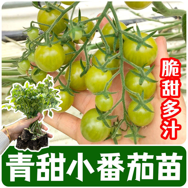 寿光青甜2号苗秧四季高产