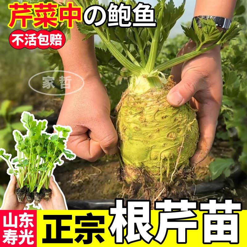 正宗地中海根芹苗秧四季高