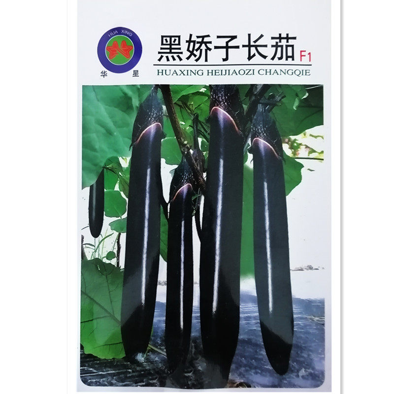 黑娇子长茄种钸莉籽嫁接苗