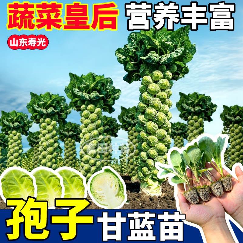 寿光孢子甘蓝苗秧四季多品