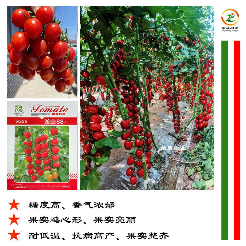 百斯特釜山88玲珑小番茄种