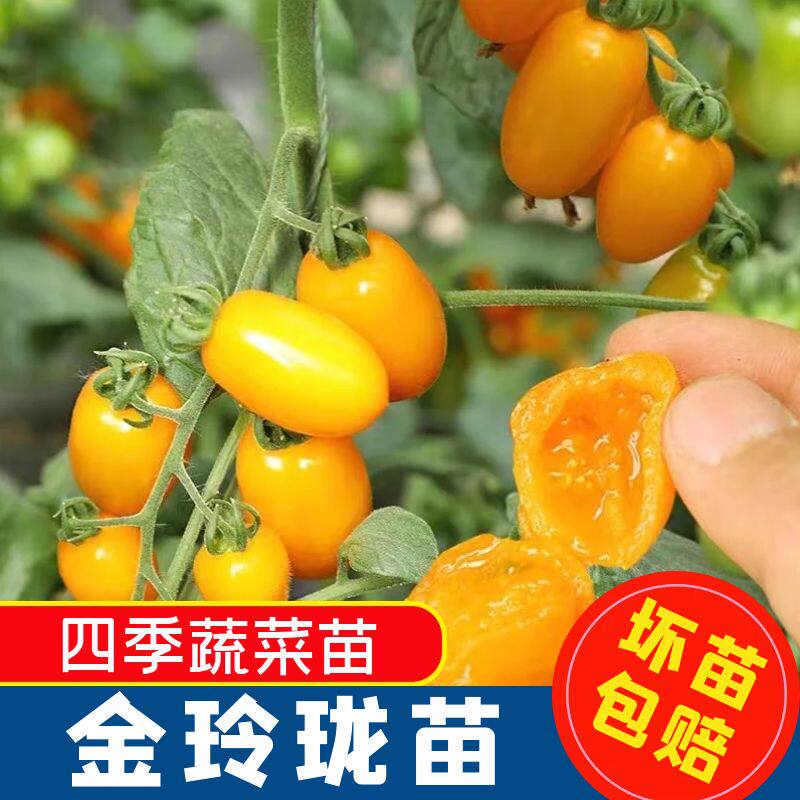 金玲珑苗圣女果黄色樱桃小