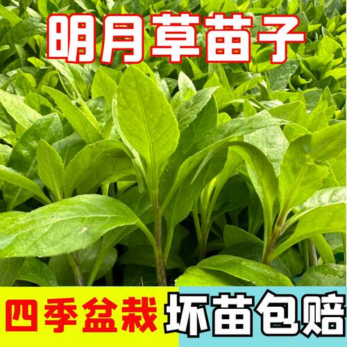 抗病毒明月草苗子明月草秧苗
