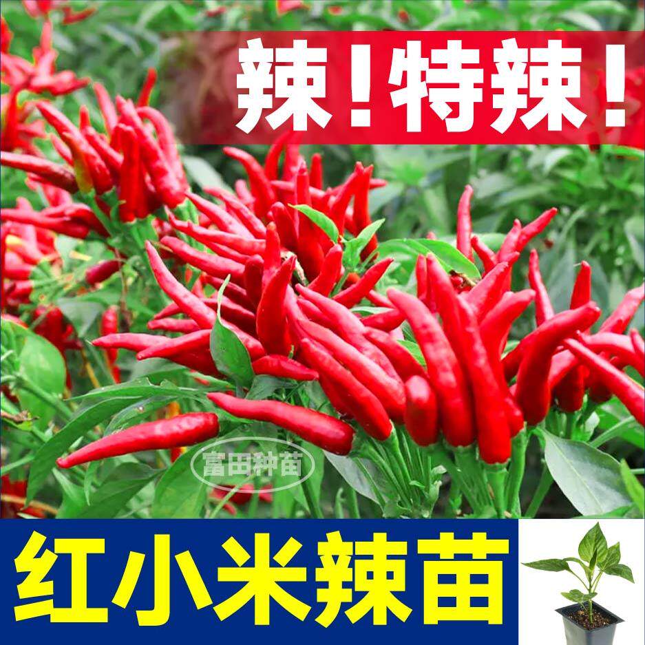 寿光特辣红小米椒苗秧朝天