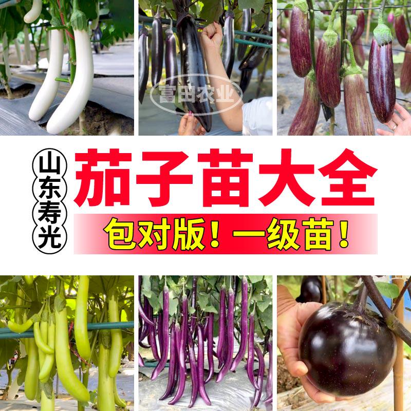 寿光茄子苗秧大全黑亮长圆