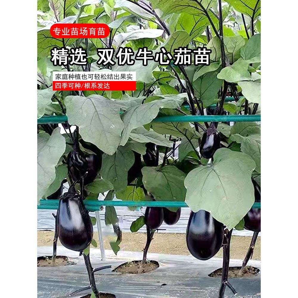 双优牛心茄苗子早熟紫黑圆