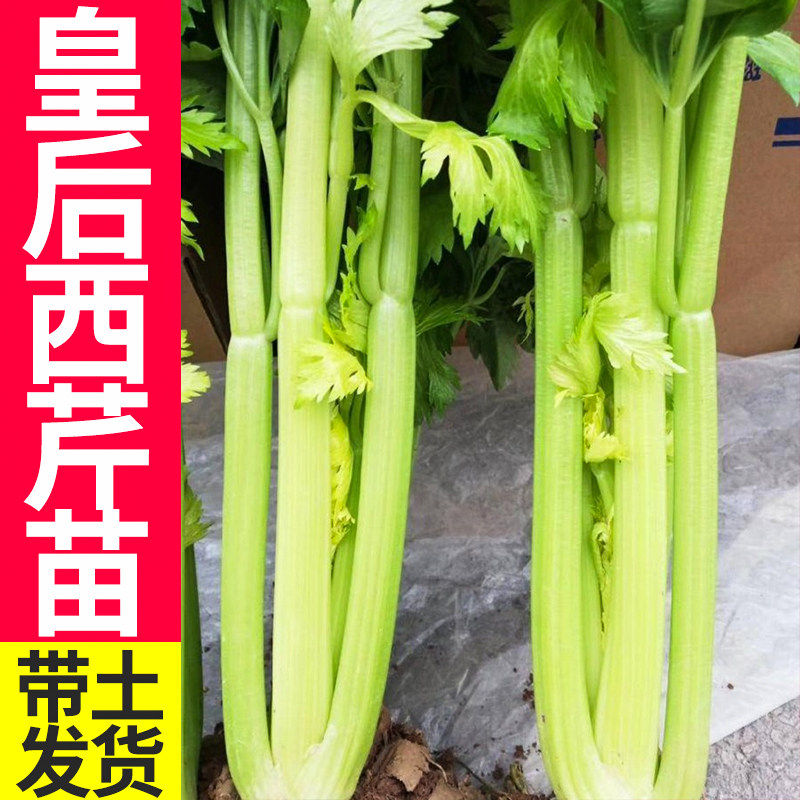 皇后芹菜苗西香种籽四季春