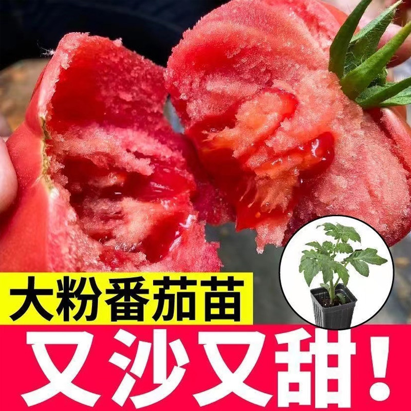 超甜大粉果番茄秧苗高产沙
