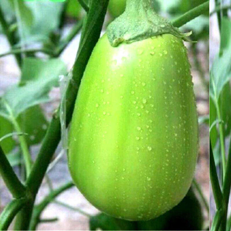 绿罐茄种子线圆长白籽苗春