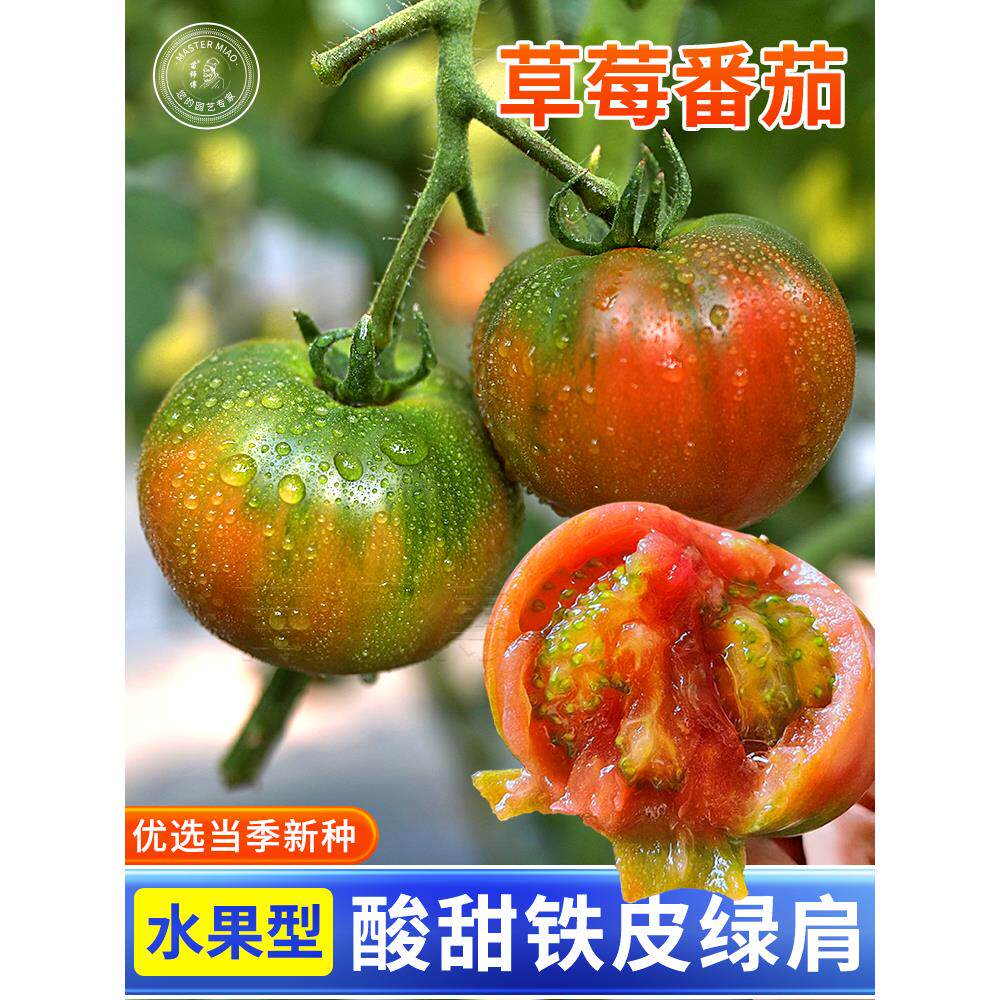 草莓番茄种子籽春季铁皮柿