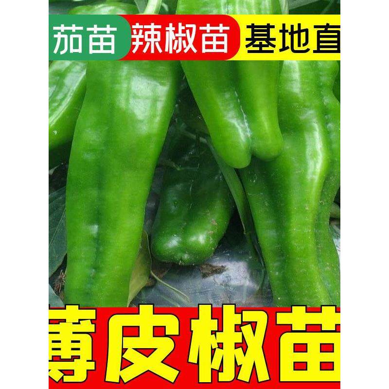 薄皮椒苗泡辣秧苏青麻子四