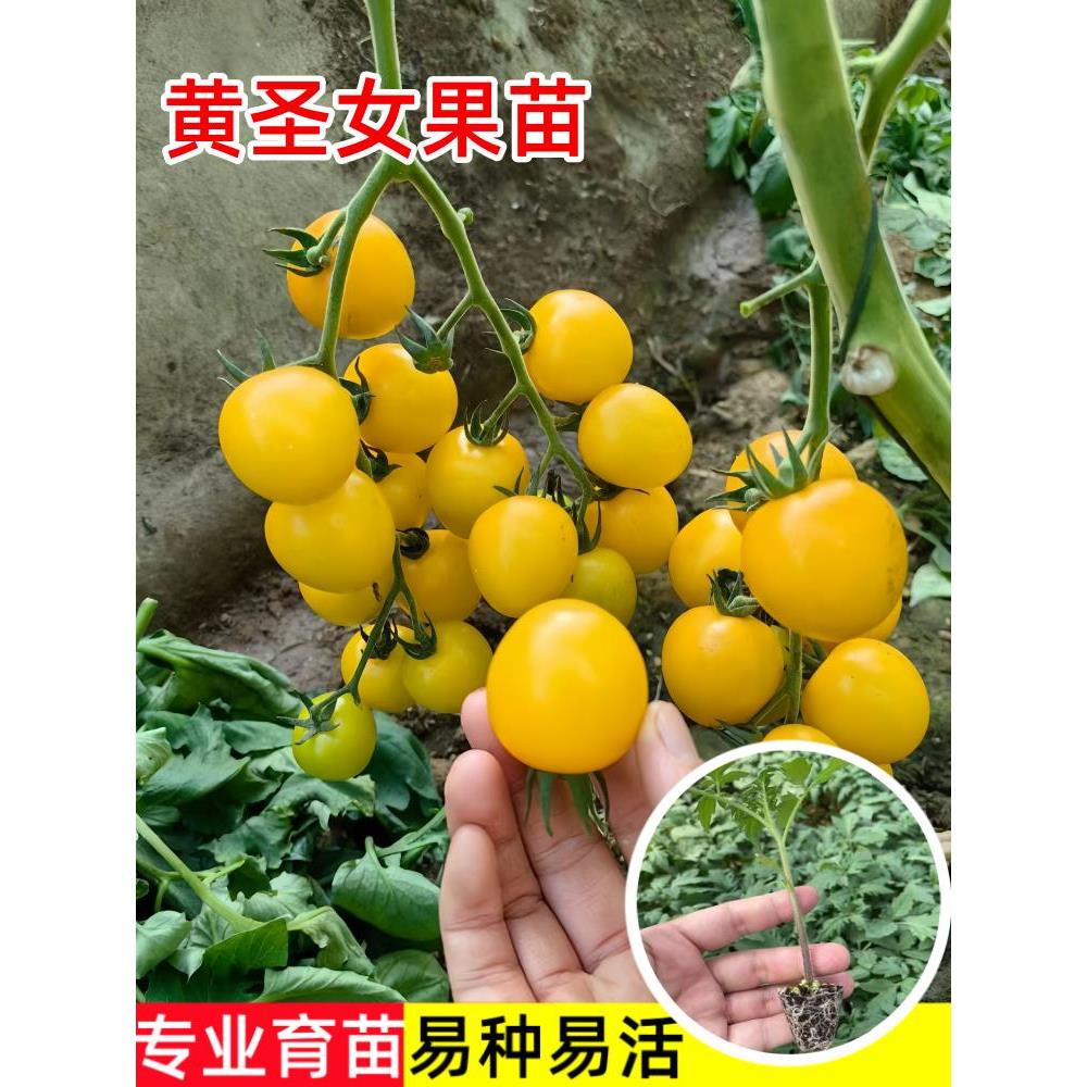 F1圣女果苗黄色樱桃小番茄