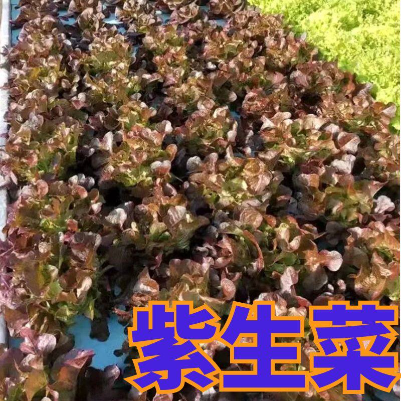 高产紫生菜秧苗四季正宗高产苗