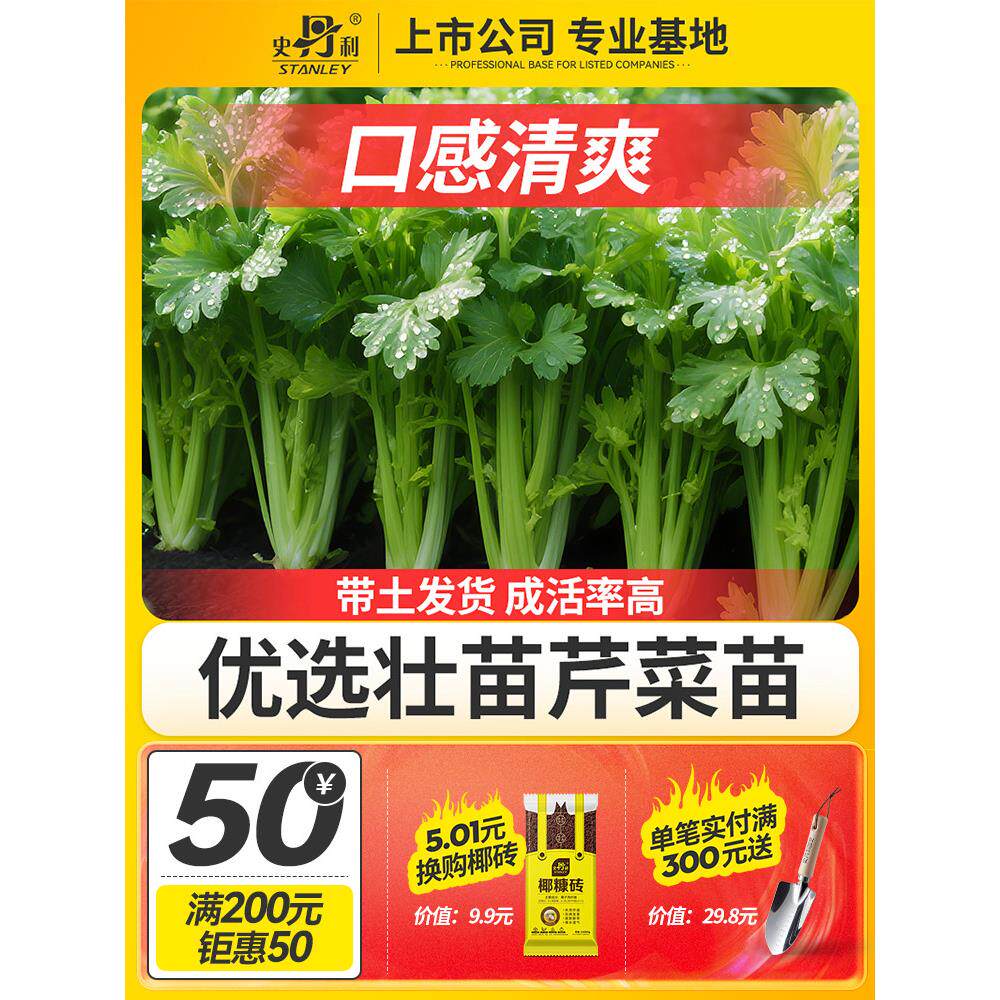 史丹利芹菜苗四季水果秧种