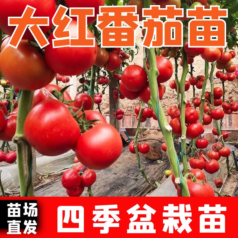 番茄种苗西红柿子以色列进
