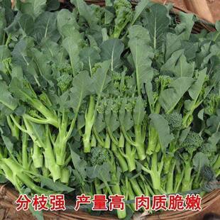 美味西兰苔营养西兰花菜高产抽苔花菜苔