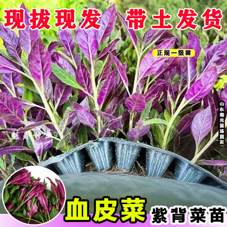 山东寿光紫背菜种苗天葵观