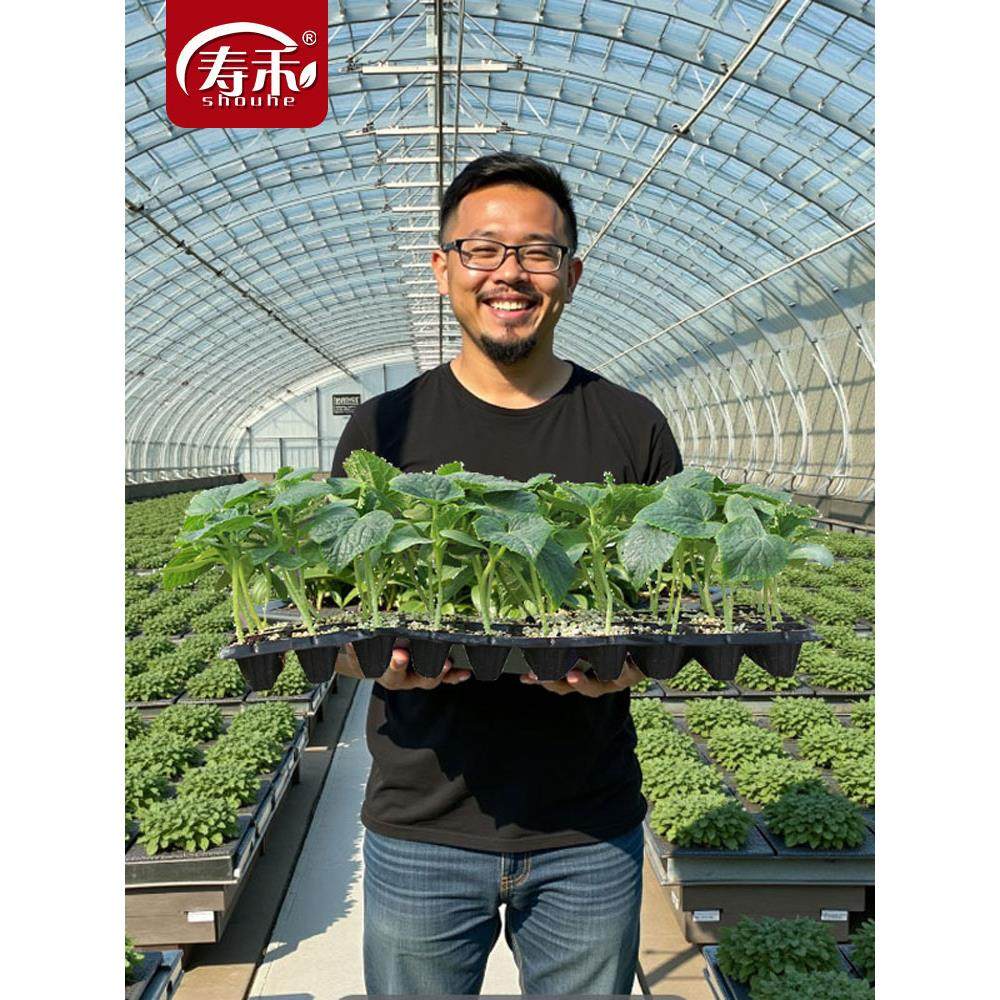 南方蔬菜苗大全春季番茄秧