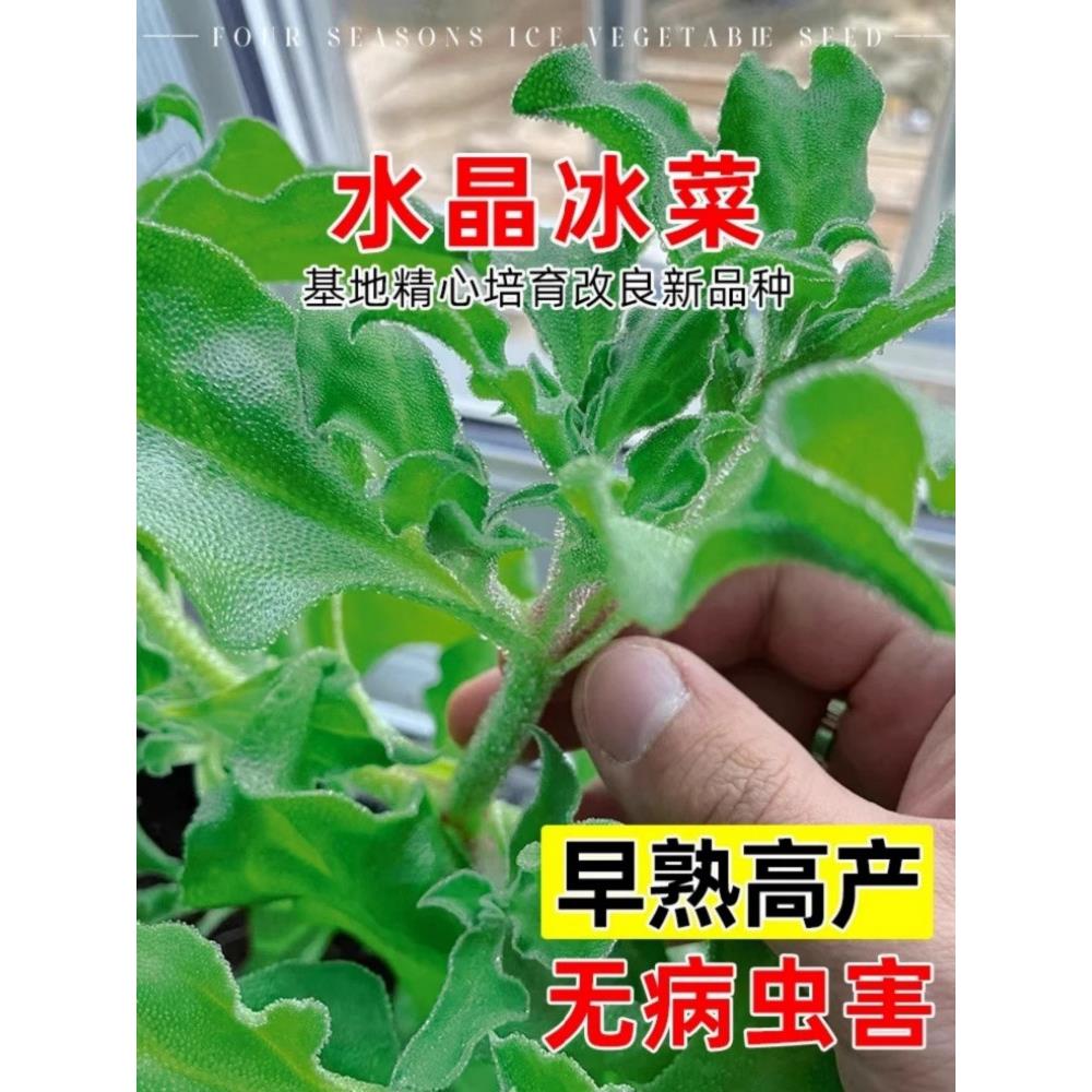 水晶冰菜种籽阳台蔬子大全