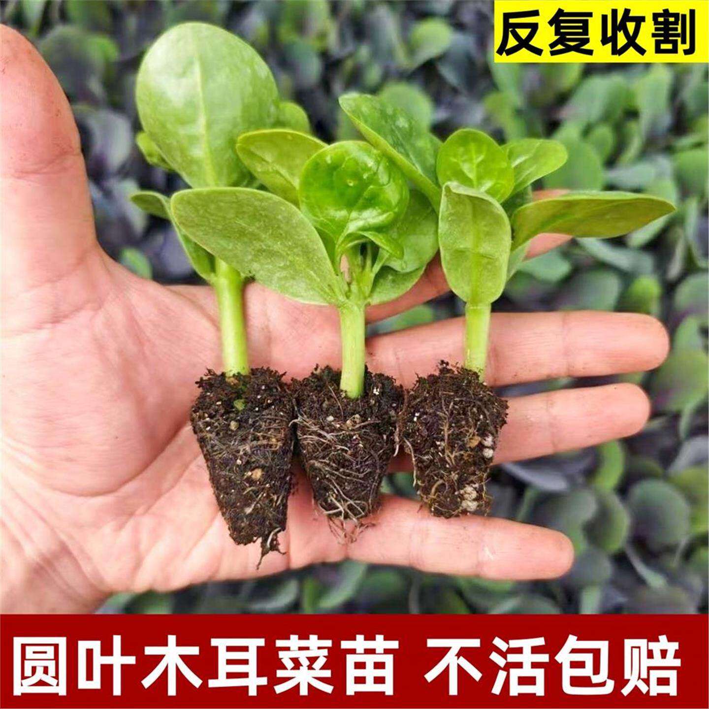 大叶木耳菜苗爬藤辣椒紫茄