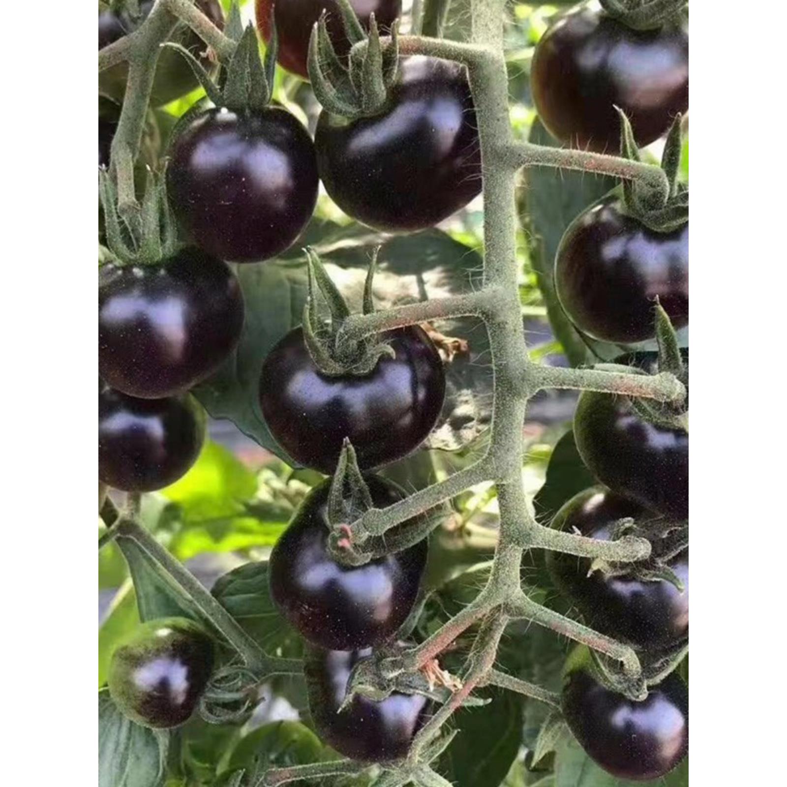 口感黑蜜人番茄苗秧四季种