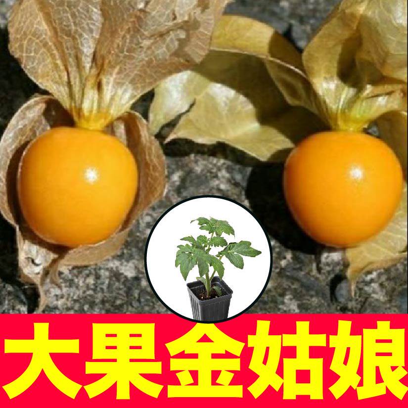 超甜姑娘果苗秧种子东北黄