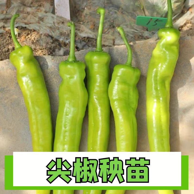 正宗尖椒秧苗苗子四季正宗苗子