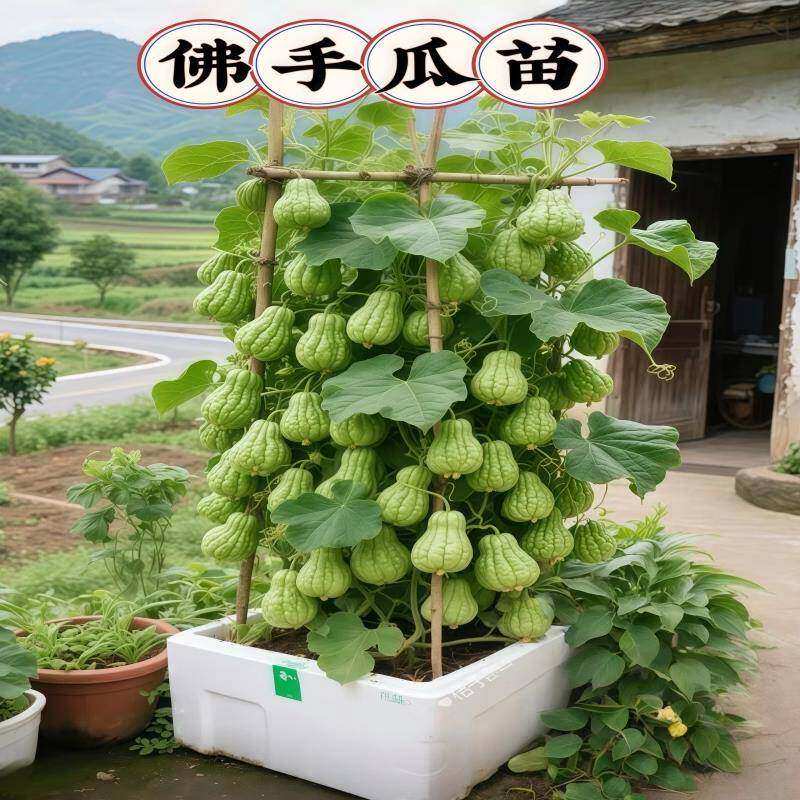 佛手瓜带芽龙须菜蔬苗庭院