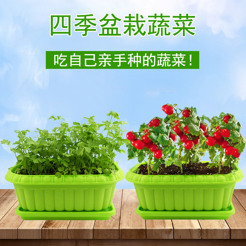 幼儿园植物四季小盆栽种一