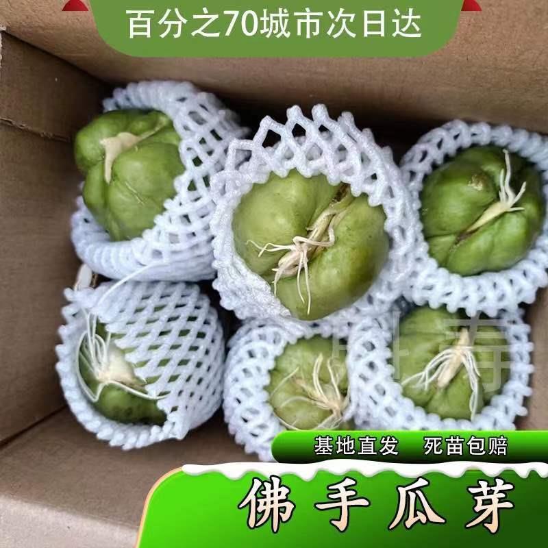 佛手瓜种苗籽带芽扶四季秧