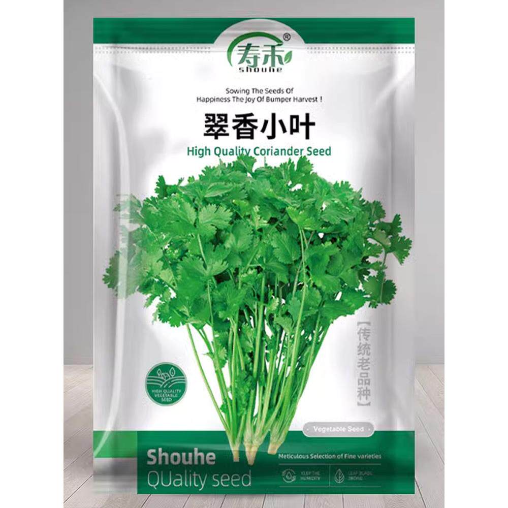 农家小叶香菜种子苗阳台籽